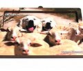 3D Picture/Postcard in MDF with Box - Abruzzi Sheepdog