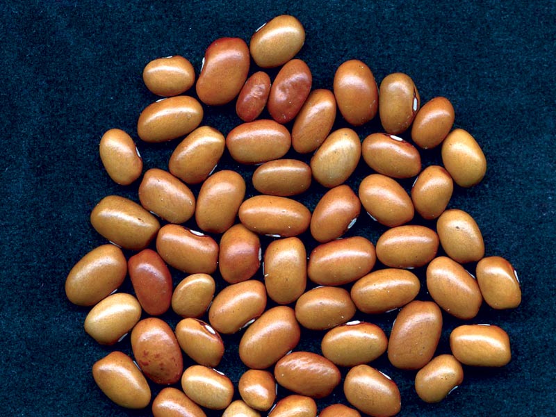 Gialletto bean
