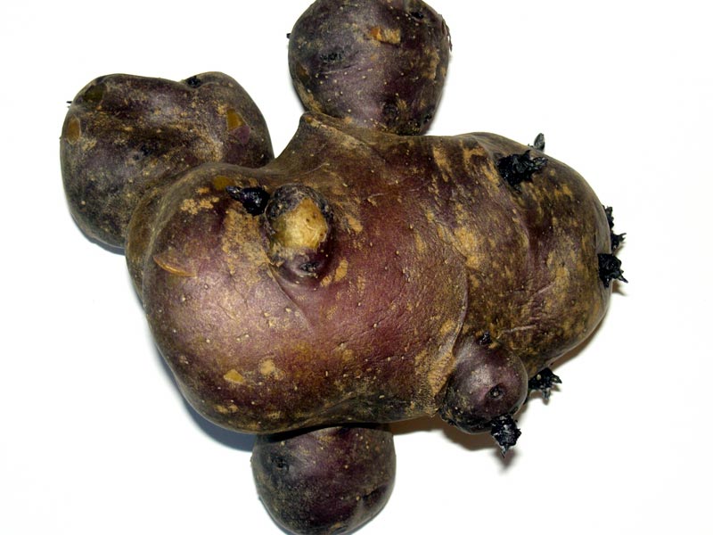 Turchesa Kartoffel