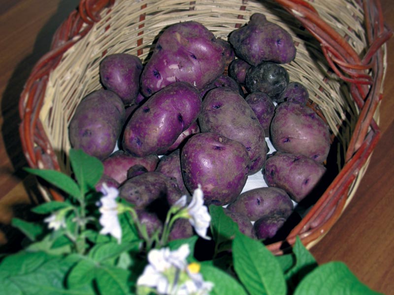 Turchesa Potato