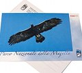 Carte postale "Aigle royal"