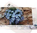 Postcard Italian Bellflower