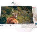 Postcard Deer