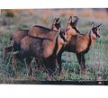 Photographic Poster Chamois of the Apennines