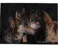 Photographic Poster Wolves of the Apennines