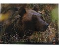 Photographic Poster Brown Bear