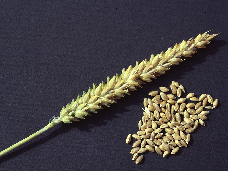 Casorella Common Wheat