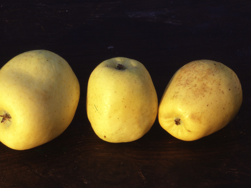 Limoncella Apple, Meloncella, Lemon Apple
