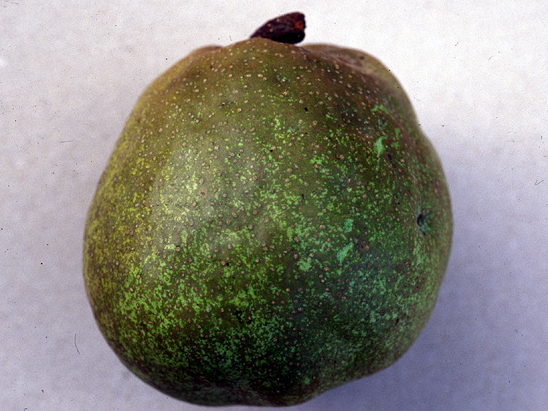 Thirty-three Ounce Pear