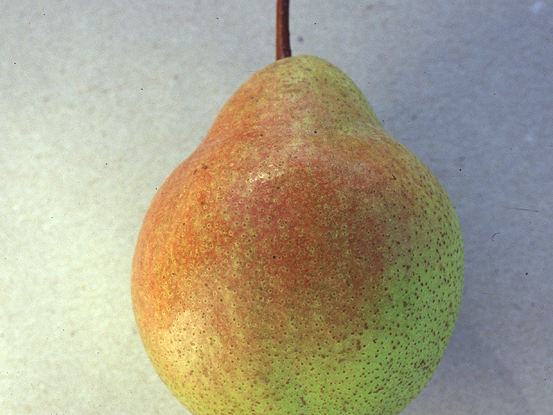 'De vièrne' Pear