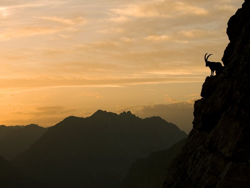 The guardian - Ibex at the sunset