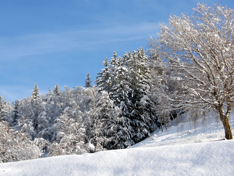Snow-clad landscape