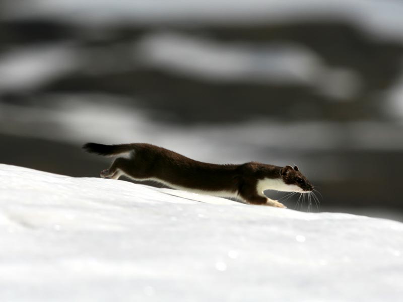 Sprinter on the snow