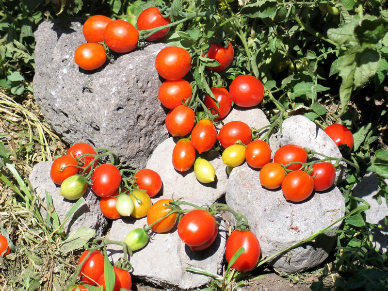 Piennolo cherry tomatoes of Vesuvius PDO