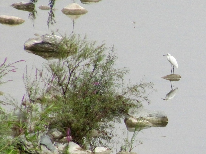 Birds along Bormida river