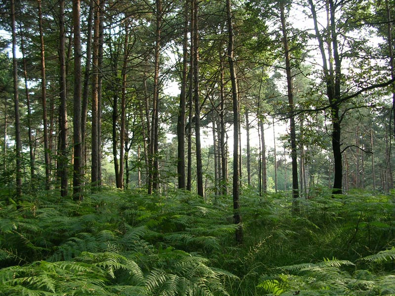 Pinewood and ferns