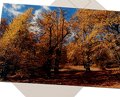 Postcard &quot;Autunno in Valle Po&quot;