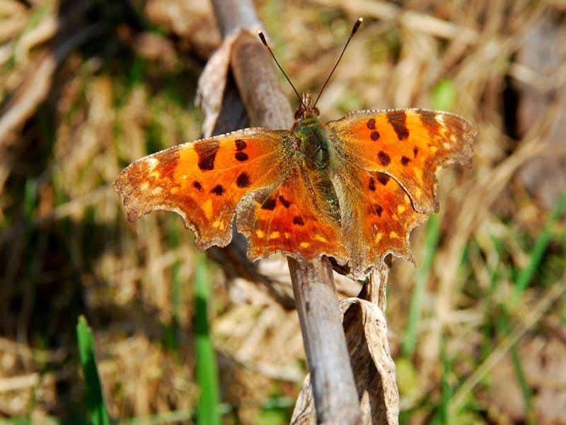 Polygonia with jagged wings