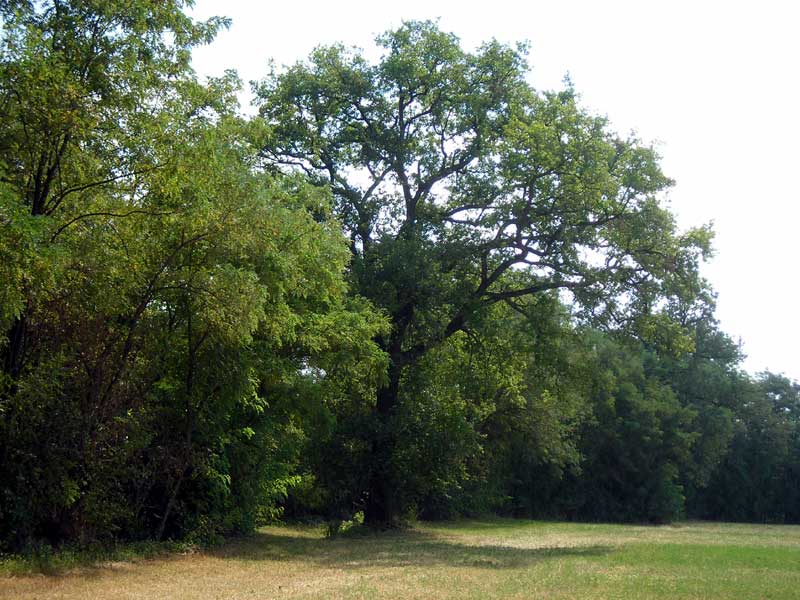 San Nicomede oak
