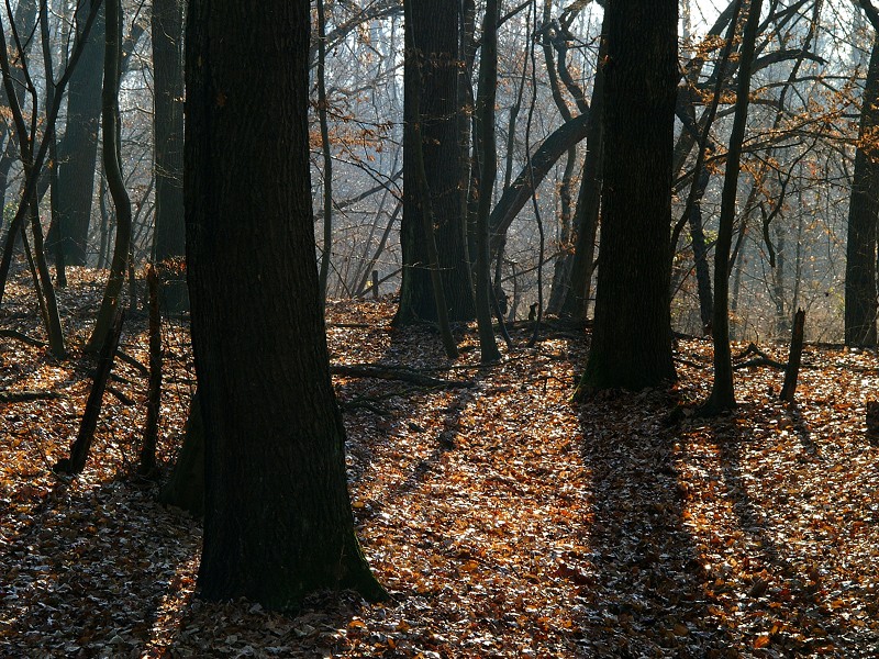 Fagiole woodland in Robecchetto