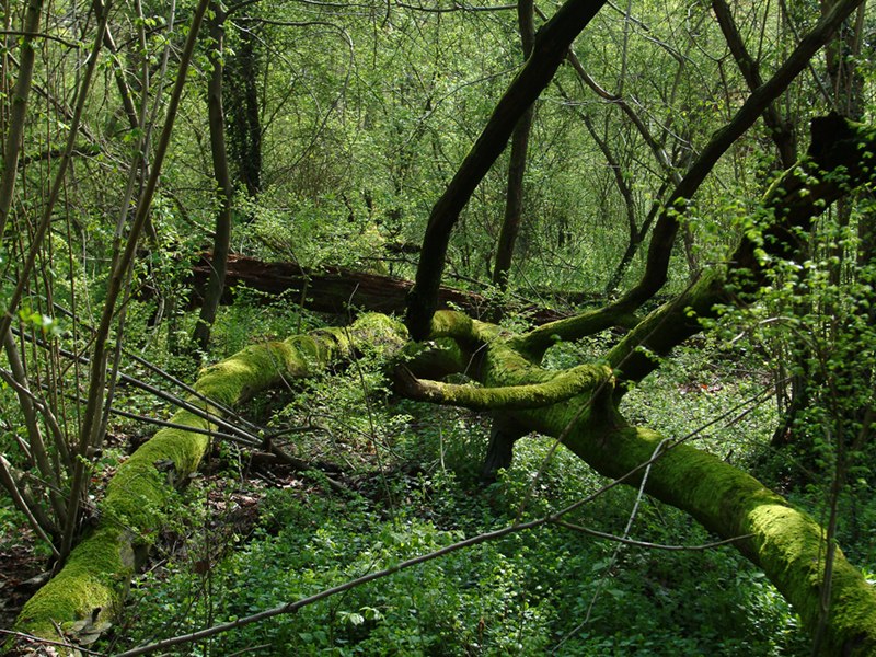 Zelata woodland