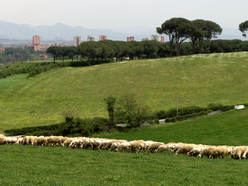 Anello dei campi dell&#39;Istituto Sperimentale per la Cerealicoltura (Roma-XX Municipio)