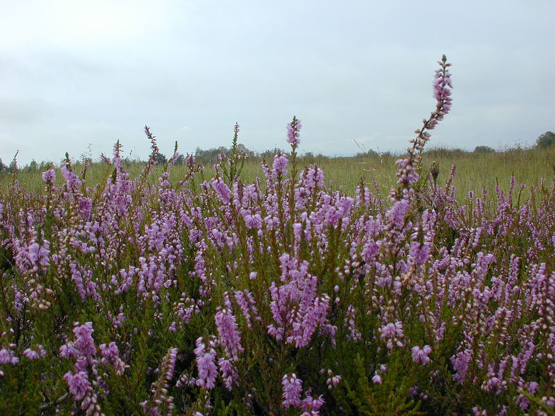 Heather in bloom in Baraggia