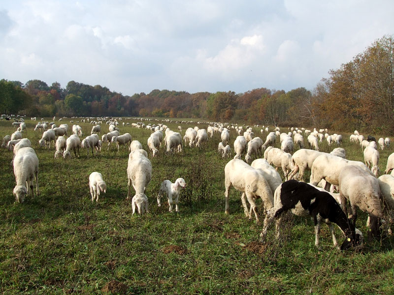 Sheep breeding in Baraggia