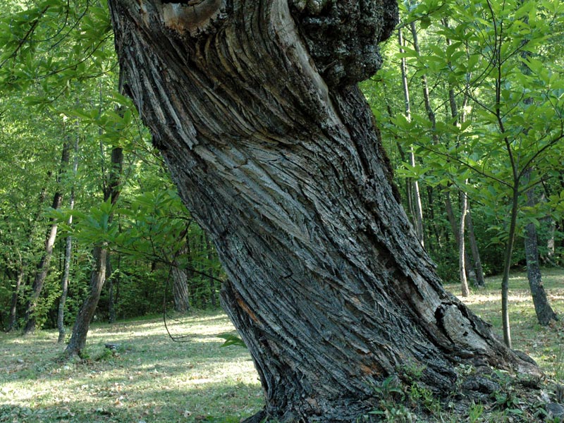 Chestnut grove