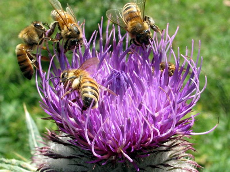 L'affascinante mondo delle api