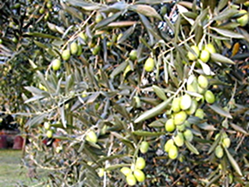 Ascolana Tender Olive (Olea europaea sativa)