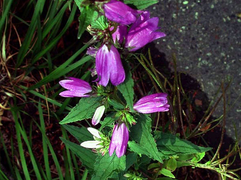 CAMPANULA TRACHELIUM: H - Paleotemp. Rather common in the woodlands