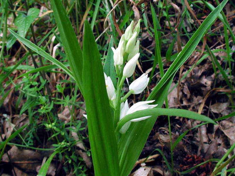 CEPHALANTHERA LONGIFOLIA: G - Eurimedit. Here and there in the woodlands