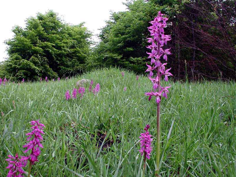 ORCHIS MASCULA: G - Europe-Caucasus. Meadow-pastures