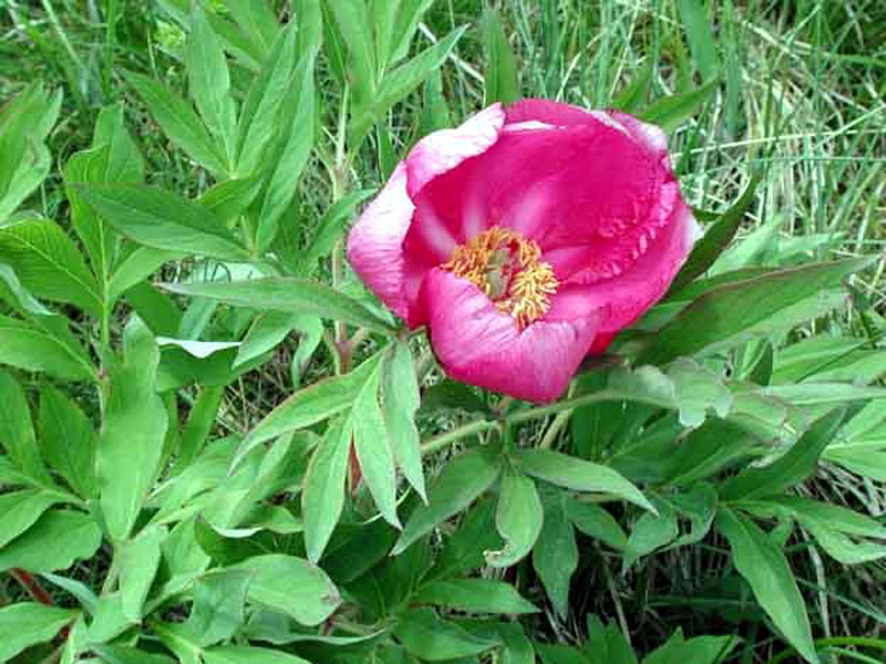 PAEONIA OFFICINALIS: G - Europe-Caucasus. On the eastern slopes of Mt. Cetrognola