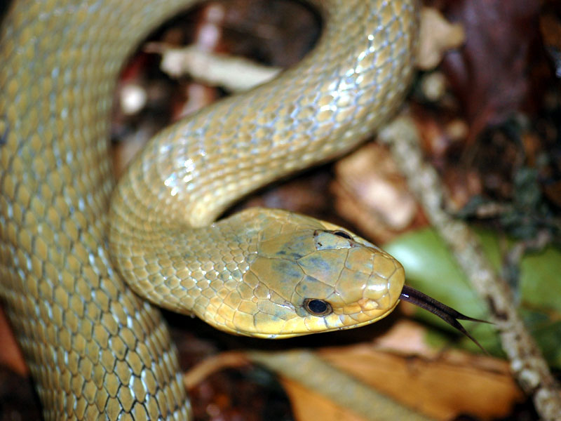 Aesculapian Snake, Elaphe longissima