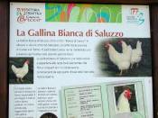 Saluzzo White Hen