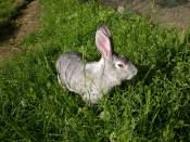 Carmagnola Gray Rabbit