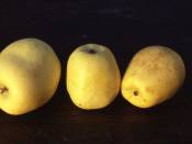 Pomme Limoncella, Meloncella, Mela limone