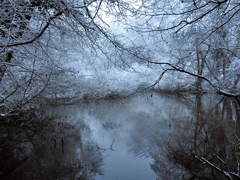 The swamp in winter