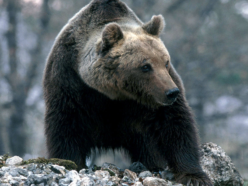 Orso