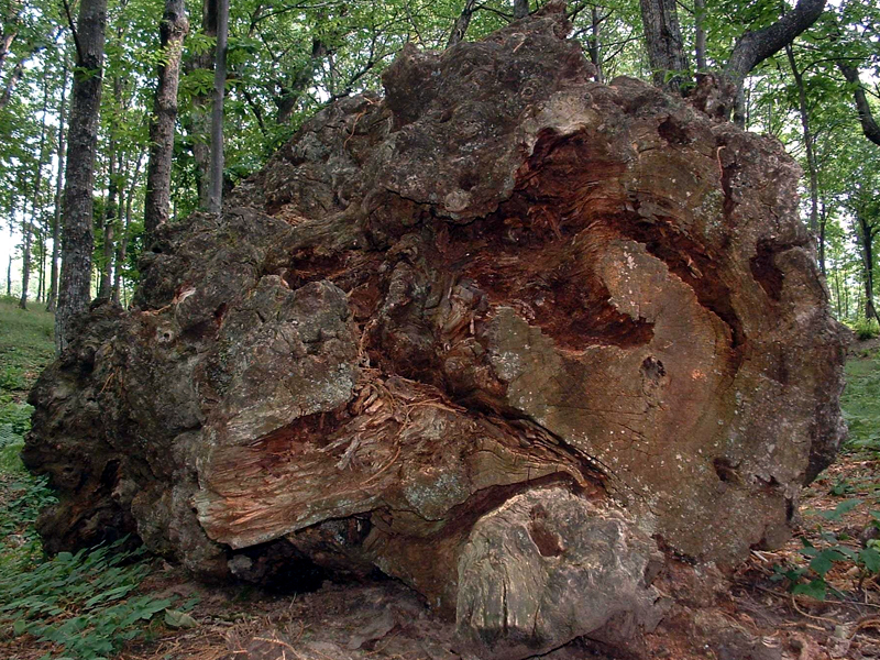 Chestnut tree trunk