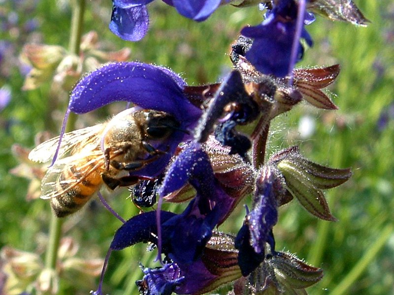 L'incredibile vita delle api
