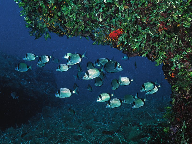 A group of common two-banded seabreams under a calcareous vault