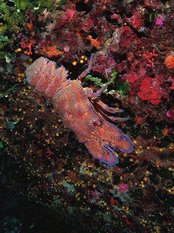 A Mediterranean slipper lobster in a dark ravine