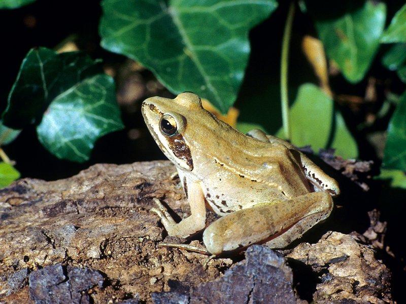 Agile frog (Rana dalmatina)