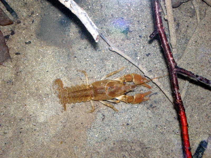 Freshwater crayfish