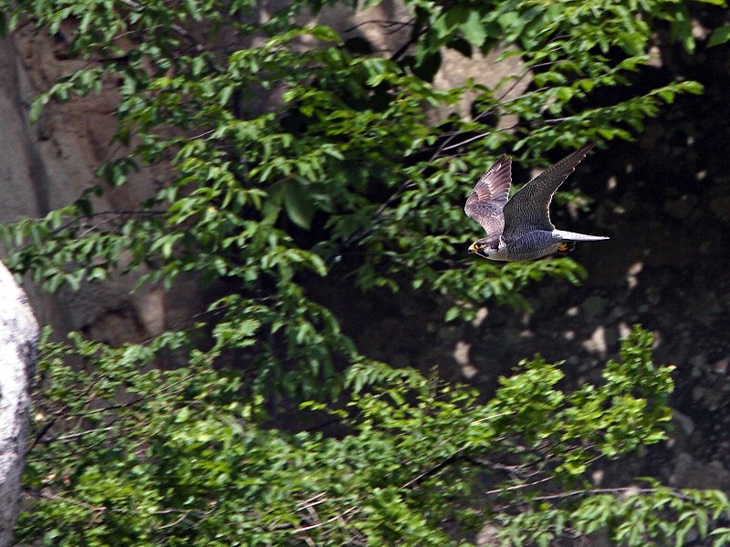 Falco pellegrino femmina