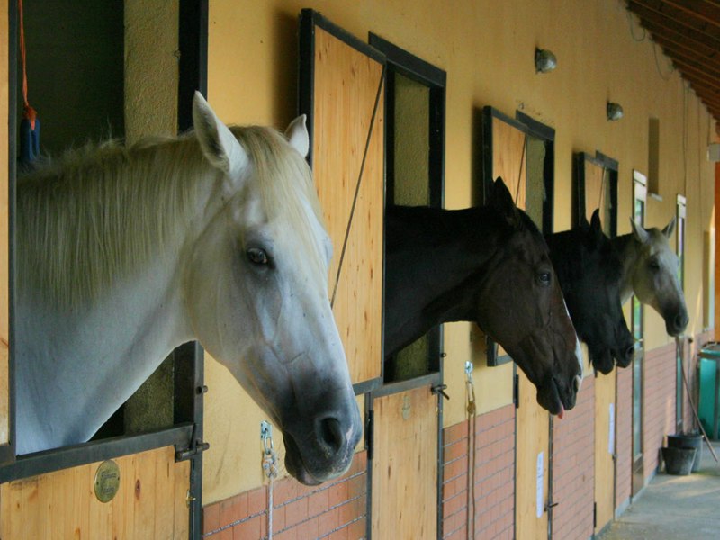 Horses at Meisino Horse Riding Center