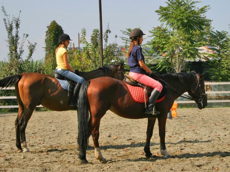 Horses at Meisino